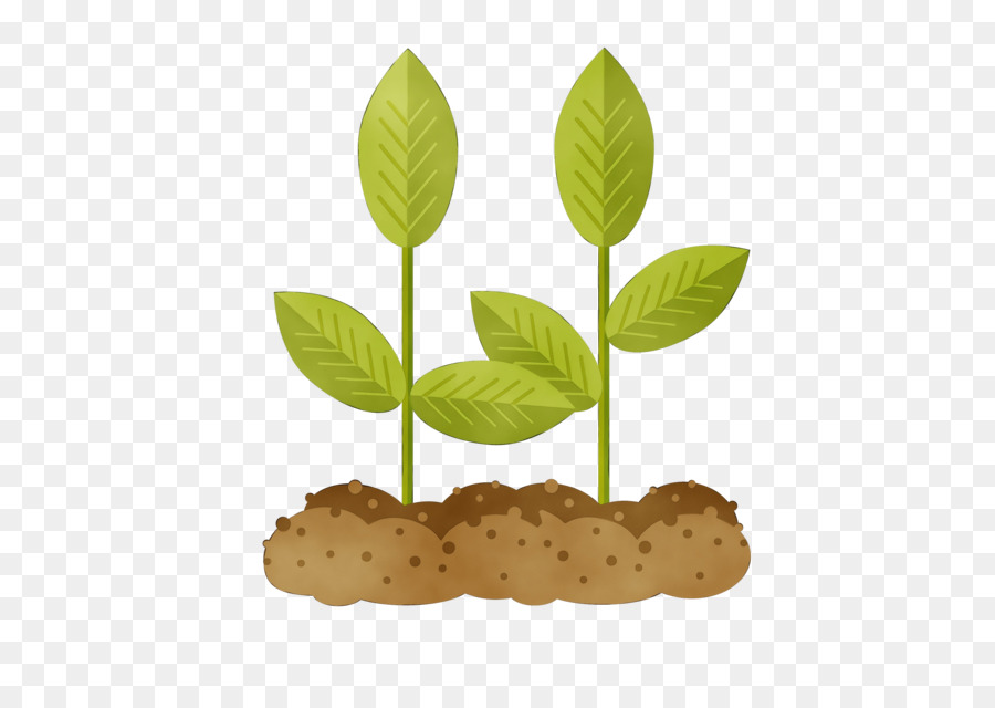 Plantas Verdes，Hojas PNG