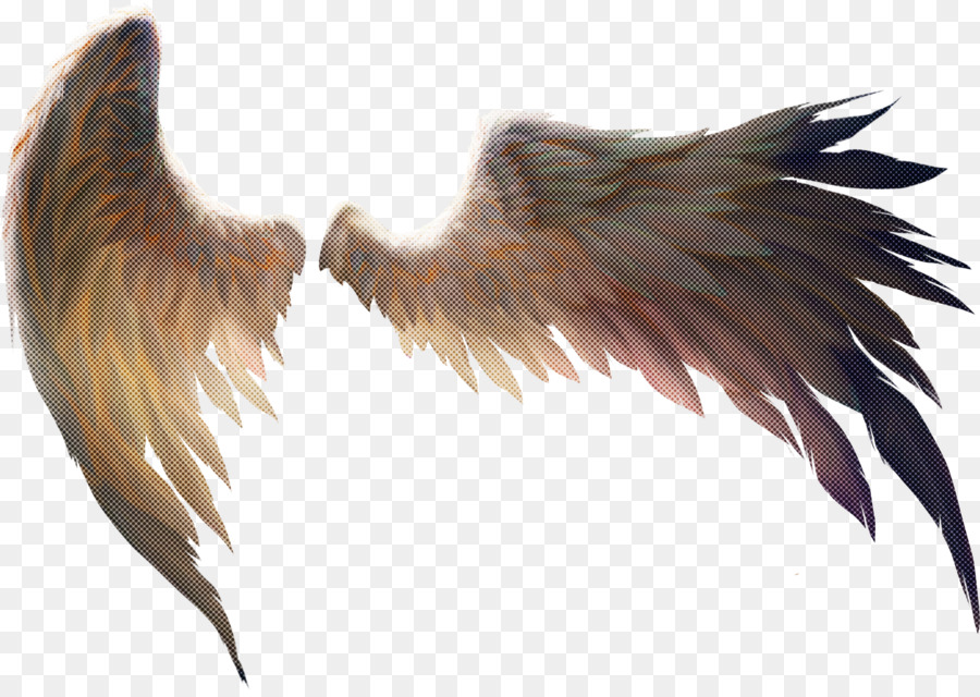 Alas，Plumas PNG