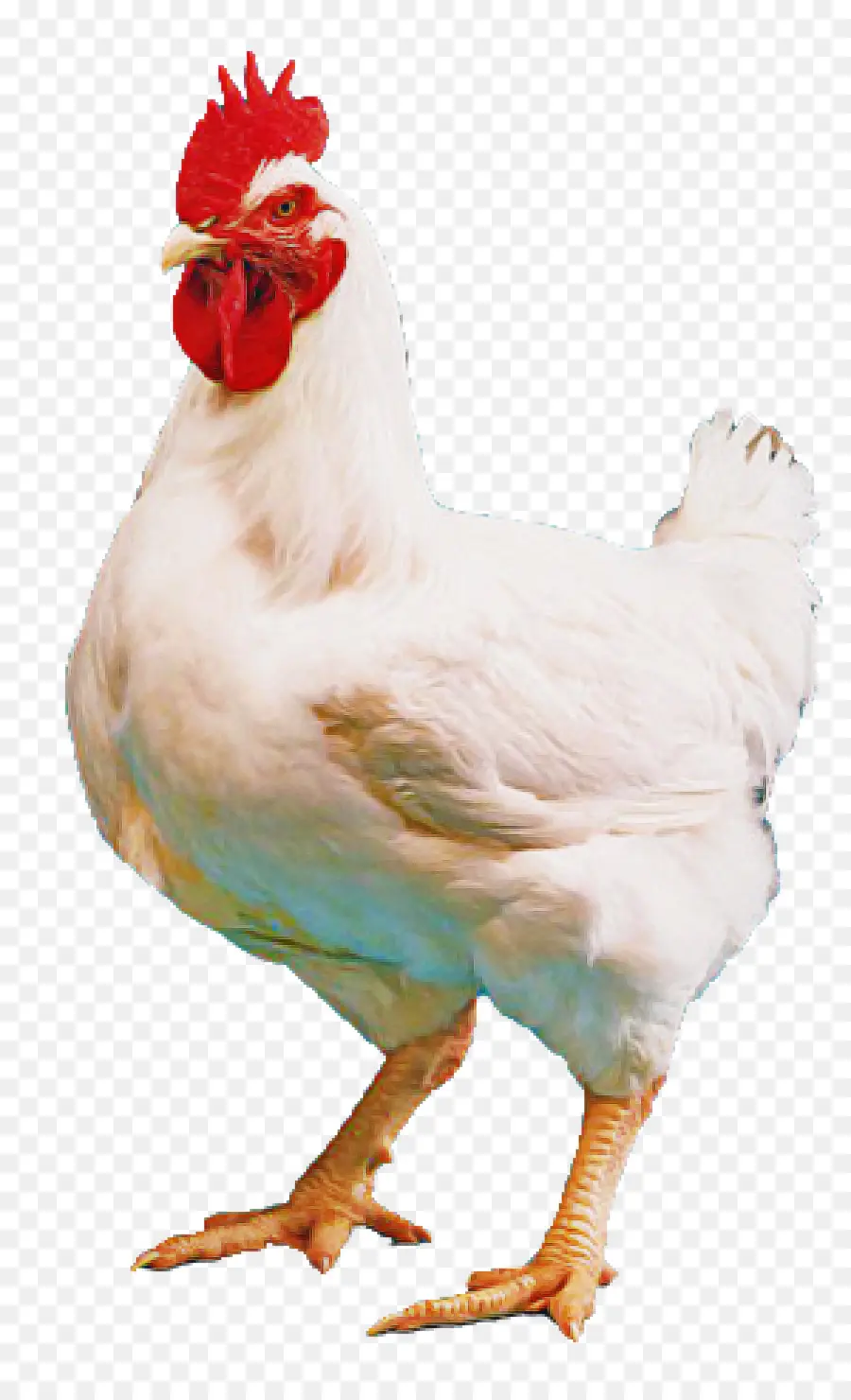 Aves，Pollo PNG