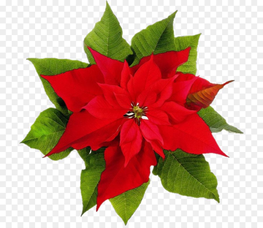 Flor De Pascua，Rojo PNG