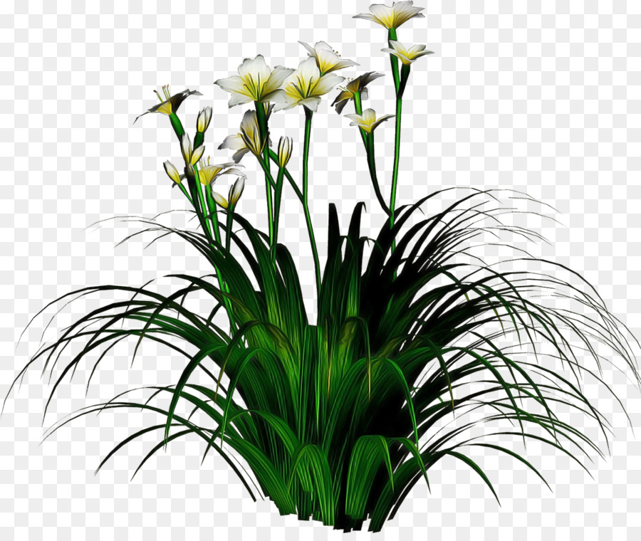 Planta Con Flores，Flores PNG