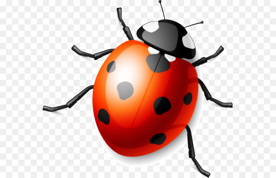 Los Insectos，Ladybug PNG