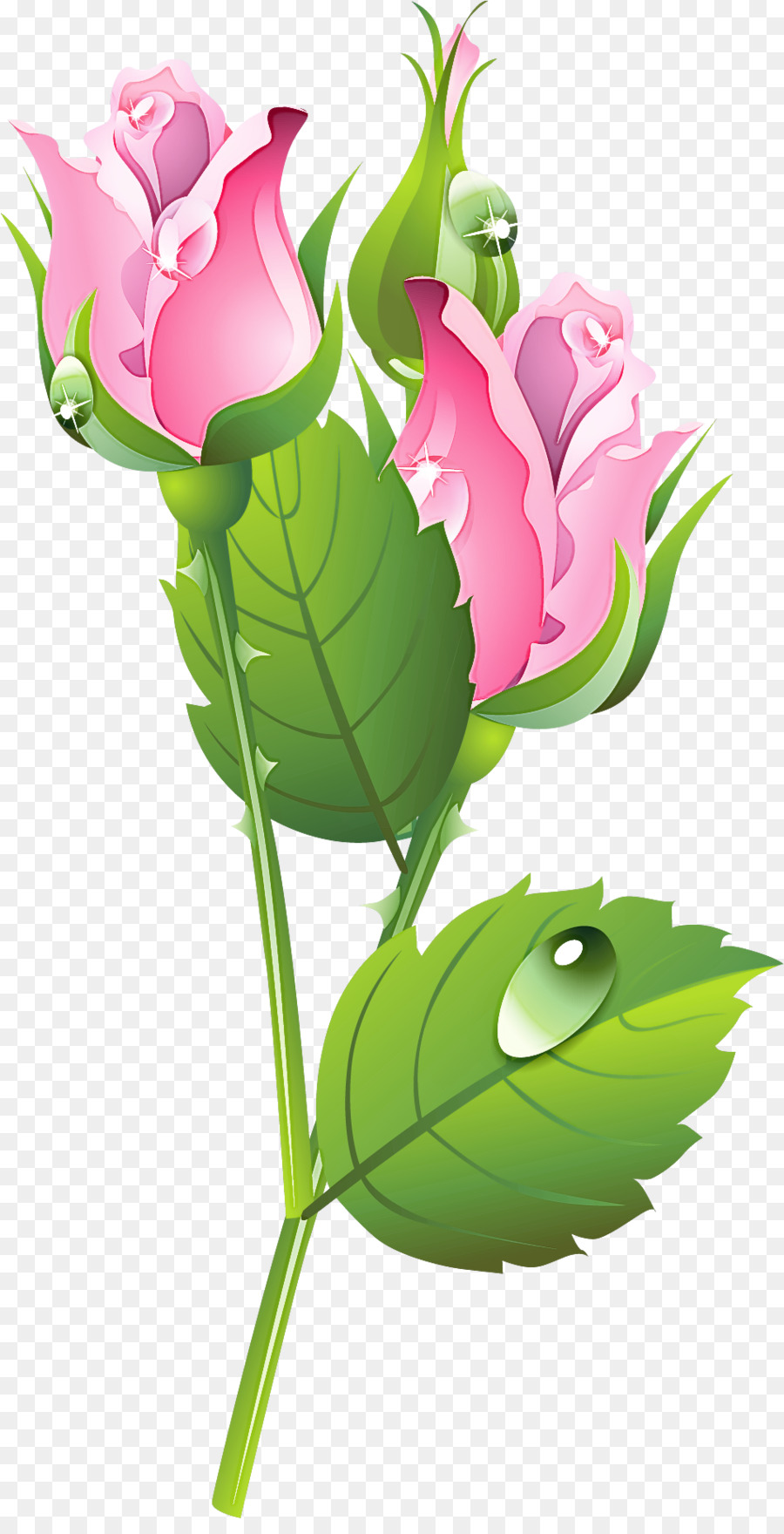 Rosas Rosadas，Hojas PNG