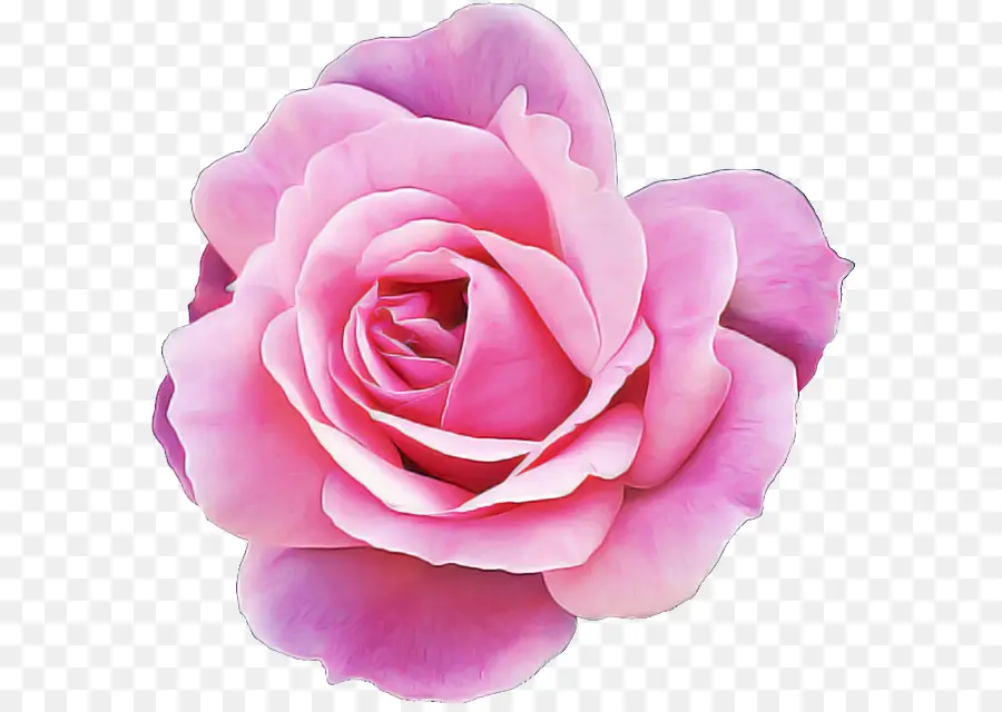 Rosas Moradas，Ramo PNG