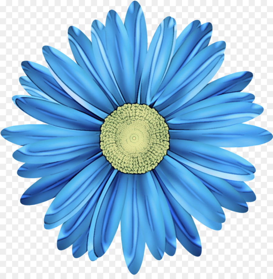 Azul，Gerbera PNG