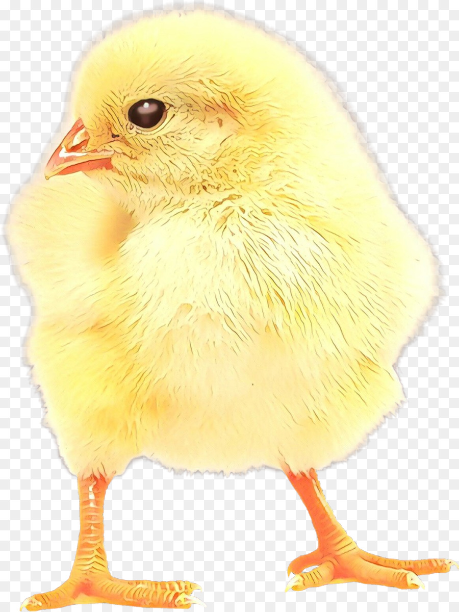 Aves，Pollo PNG