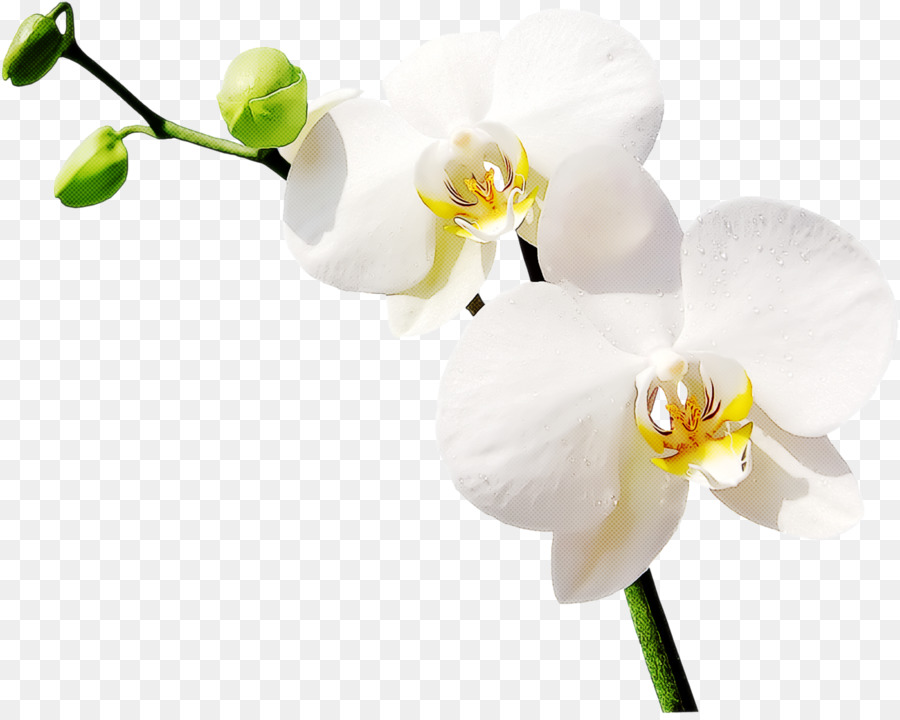 Flor，La Polilla De La Orquídea PNG