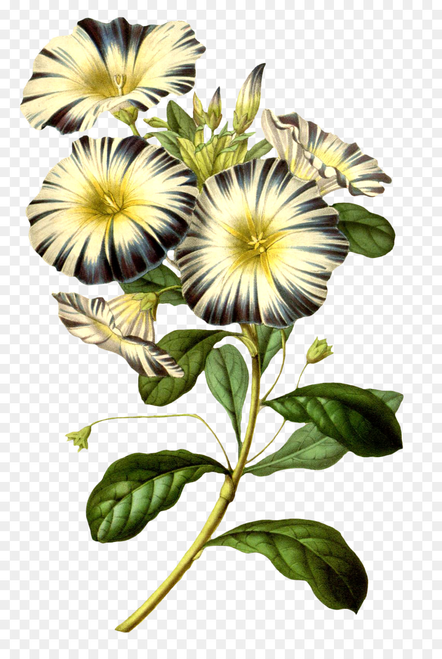 Flor，Planta PNG