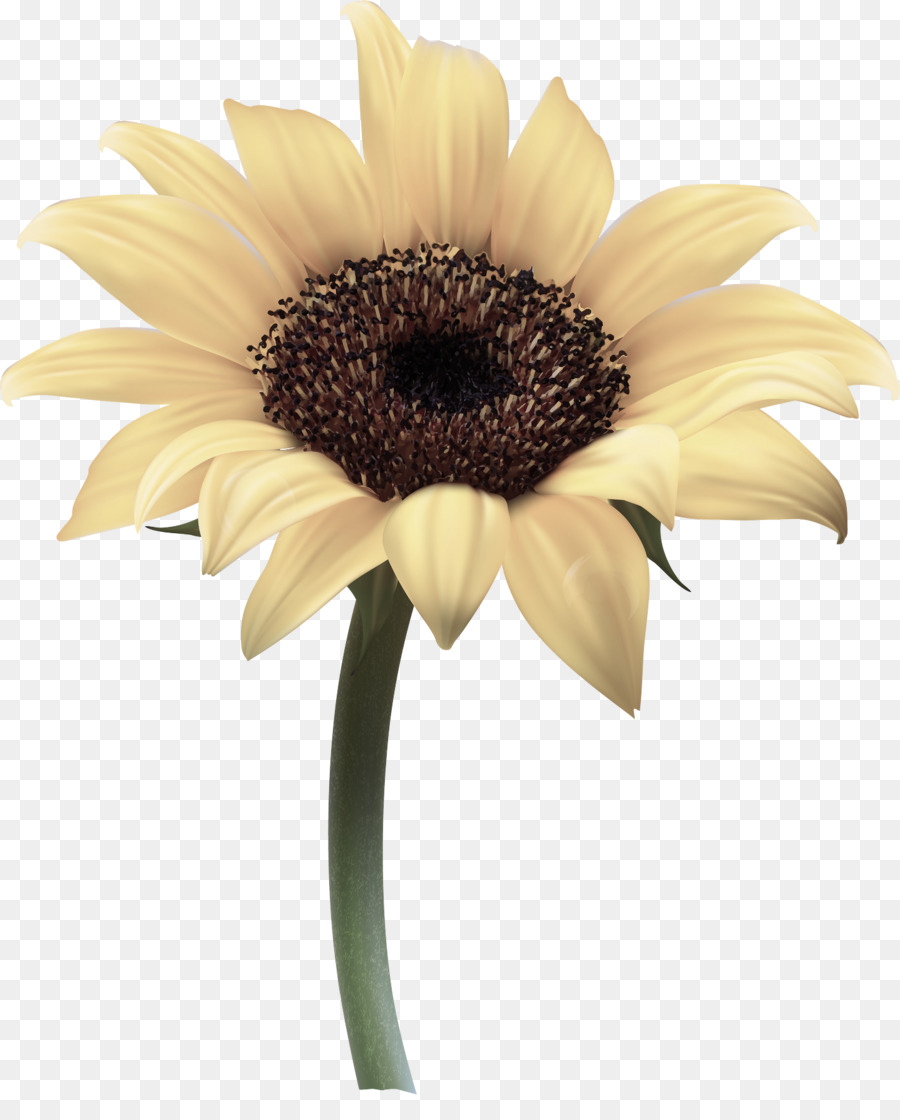 Flor，Girasol PNG