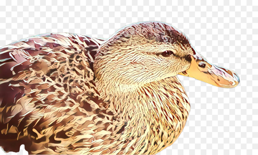 Aves，Pato PNG