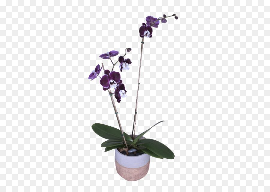 Flor，Planta PNG