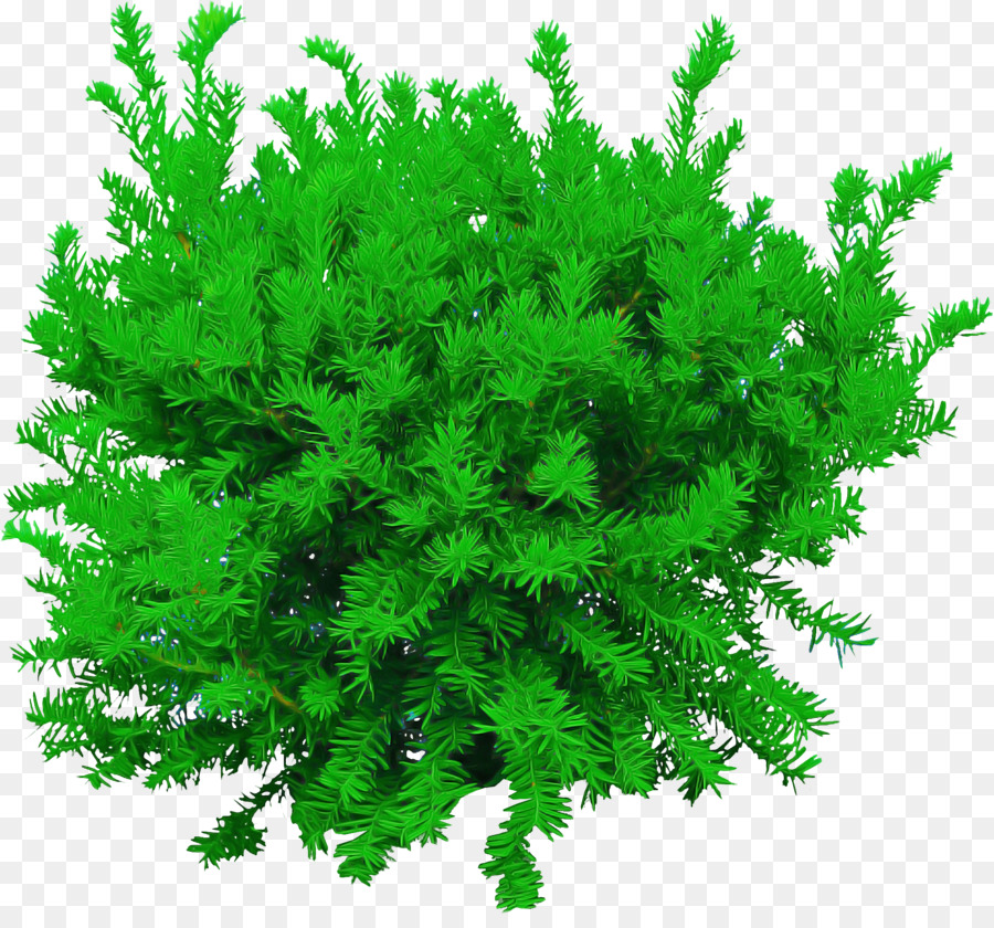 Verde，Planta PNG