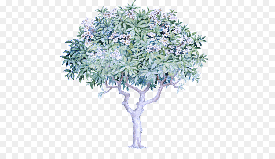 Árbol，Planta PNG