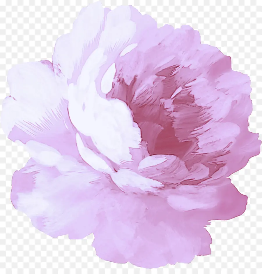 Flor Rosa，Florecer PNG