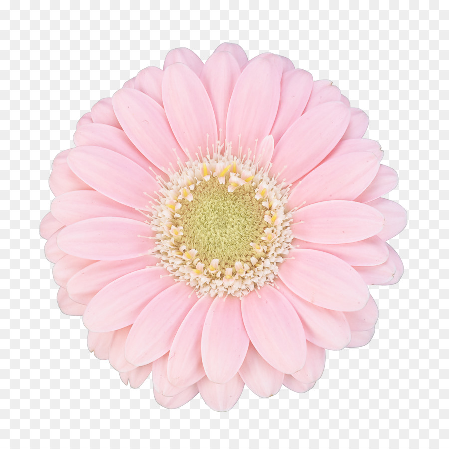 Flor，Rosa PNG