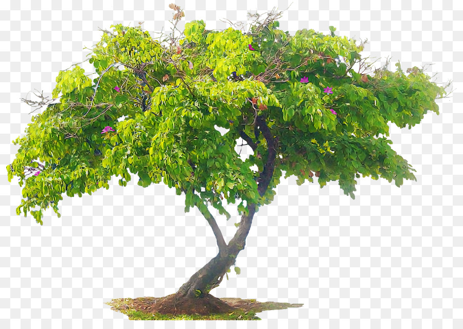 Árbol，Sucursales PNG