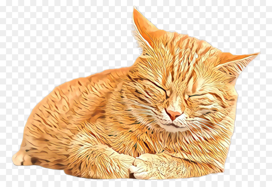 Gato，De Pequeñas A Medianas Gatos PNG