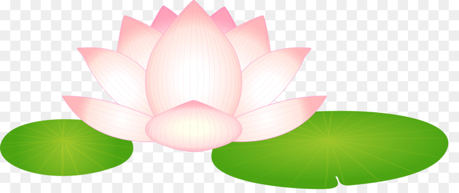 Lotus Familia，Lotus PNG