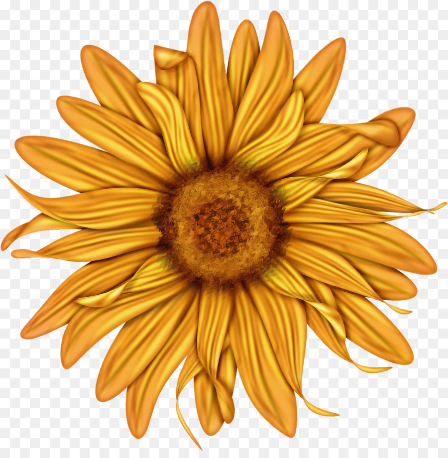 Flor，Girasol PNG