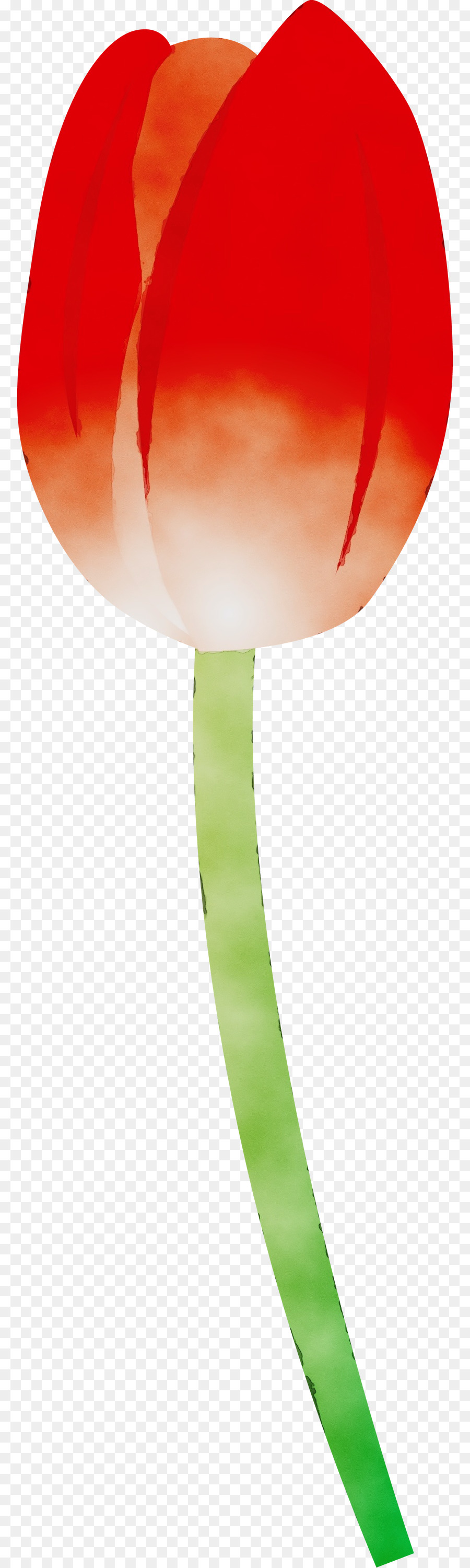 Tulip，Familia De Los Lirios PNG