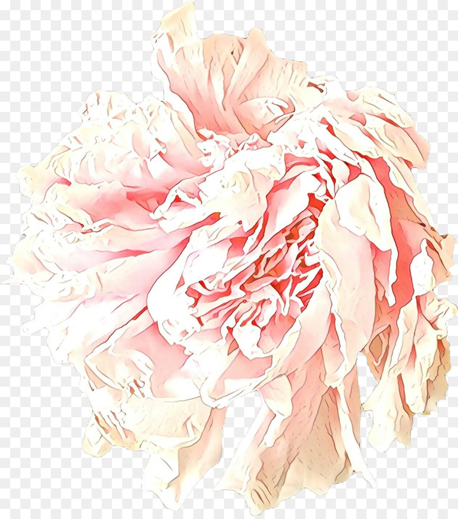 Rosa，Flor PNG