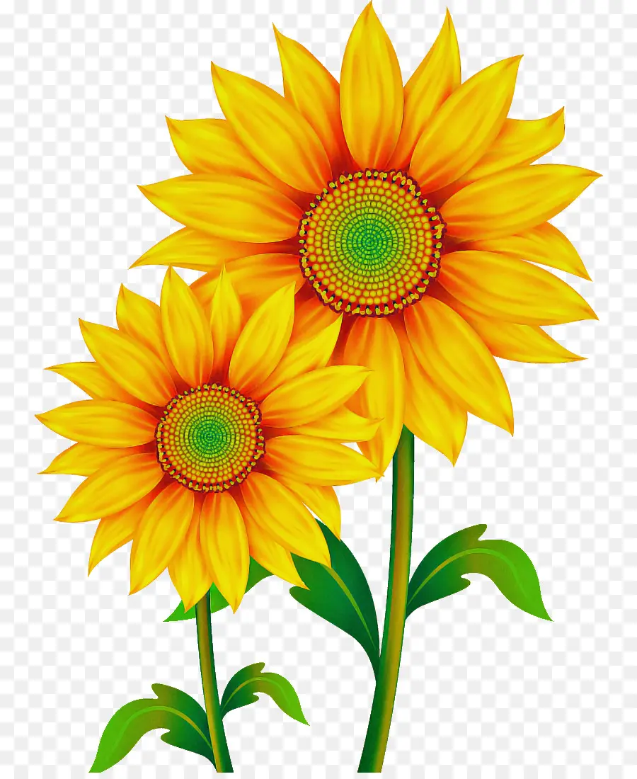 Flor，Girasol PNG