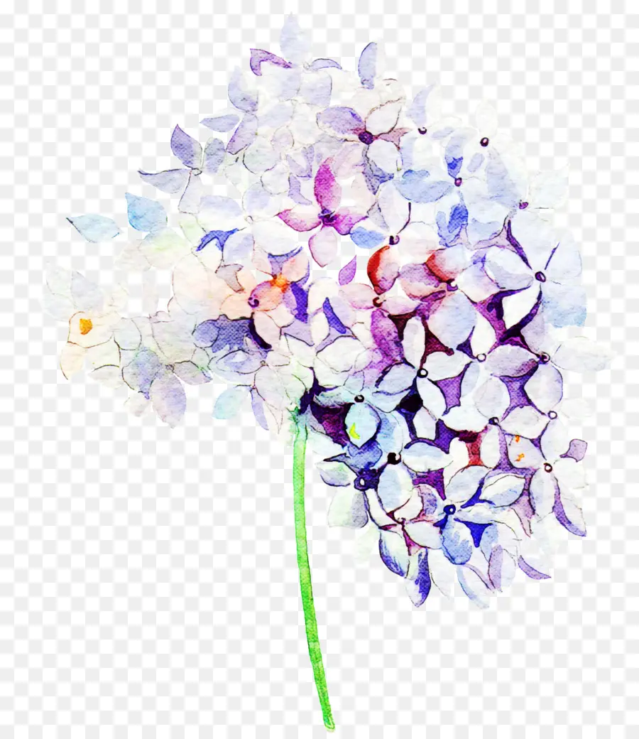 Flor De Hortensia，Hortensia PNG