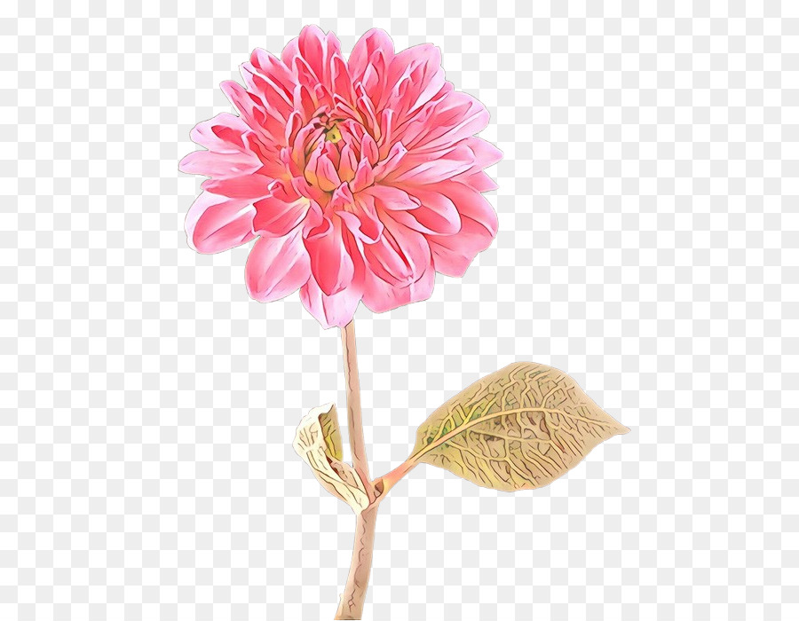 Flor，Rosa PNG