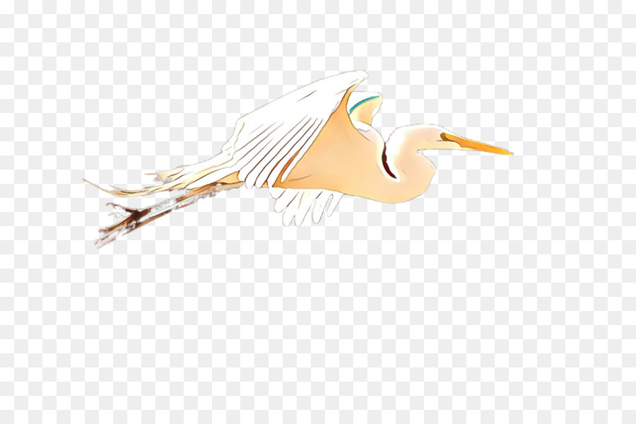 Blanco，Aves PNG
