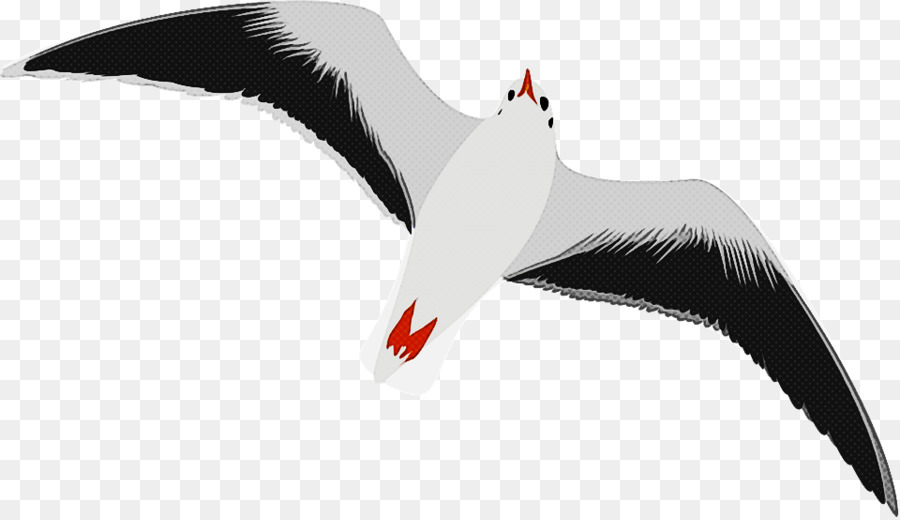 Aves，Gaviota PNG