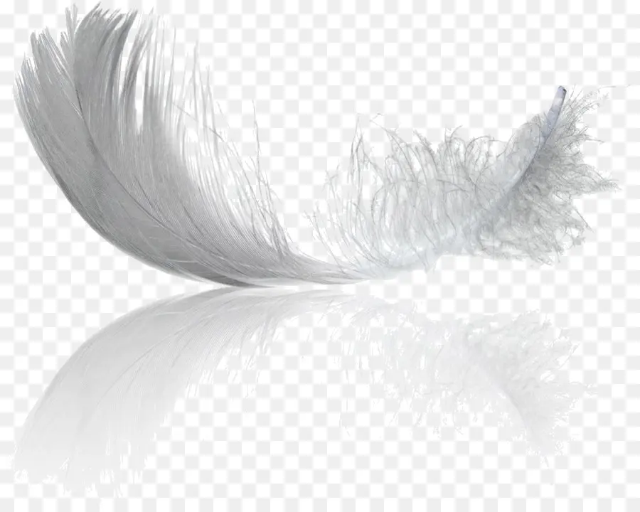 Pluma Blanca，Pluma PNG