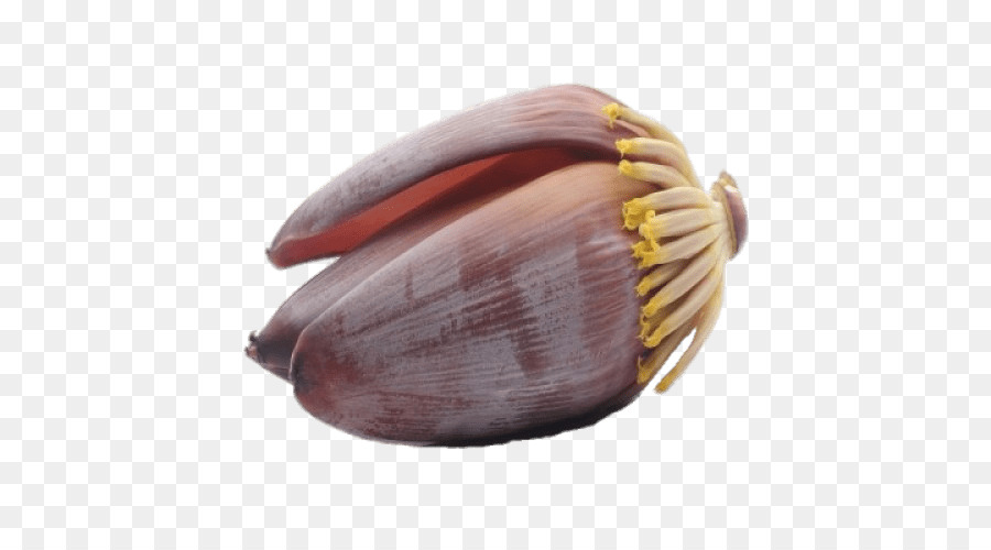 Vegetal，Planta PNG