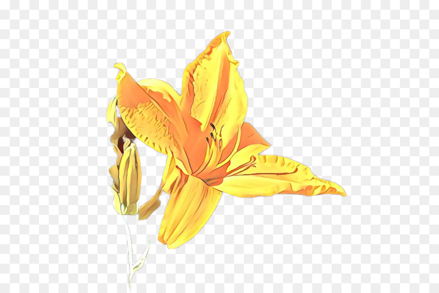 Amarillo，Flor PNG