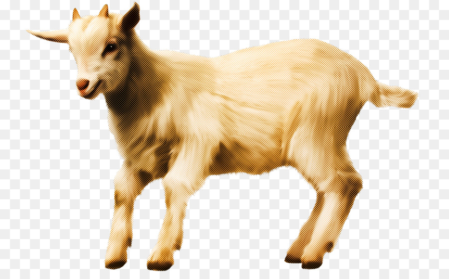 Las Cabras，Cabra PNG