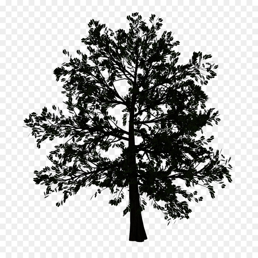 Árbol，Planta Leñosa PNG