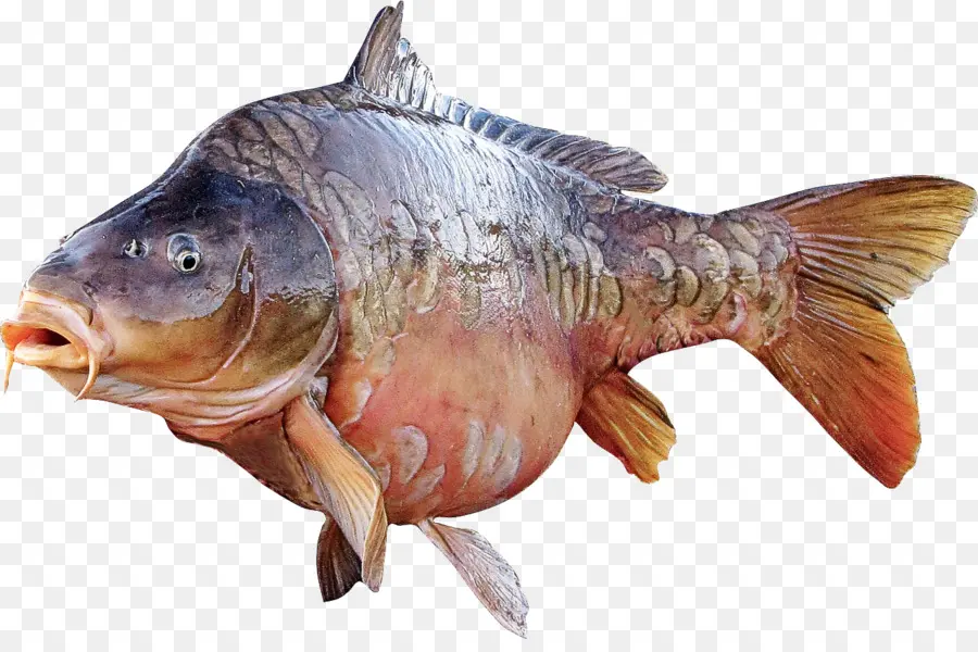 Los Peces，Los Productos De Pescado PNG