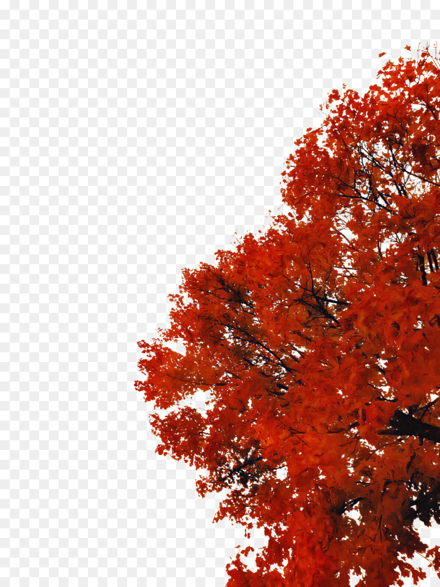 árbol De Otoño，árbol PNG