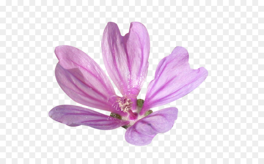 Pétalo，Violeta PNG