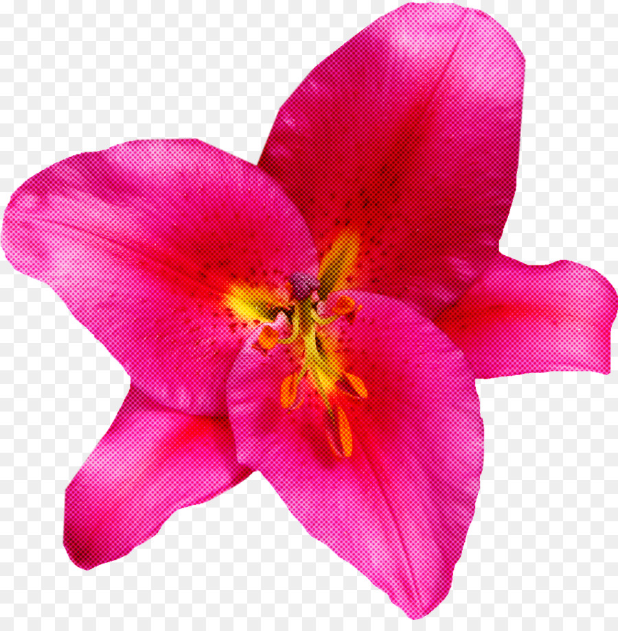 Flor，Pétalo PNG
