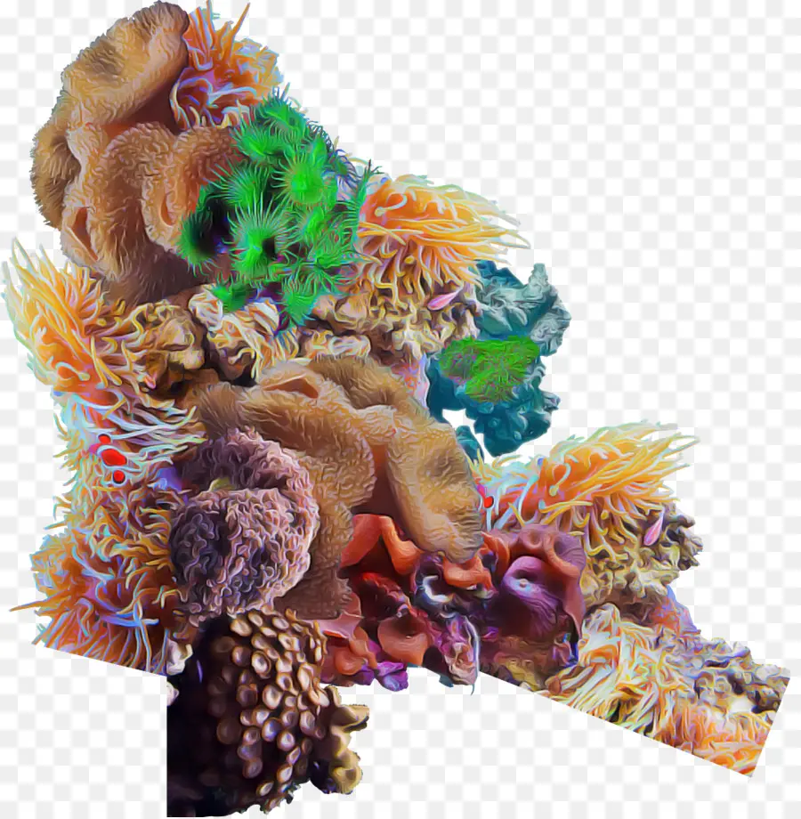 Arrecife De Coral，Vistoso PNG