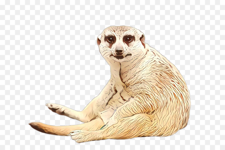 Suricata，Mangosta PNG