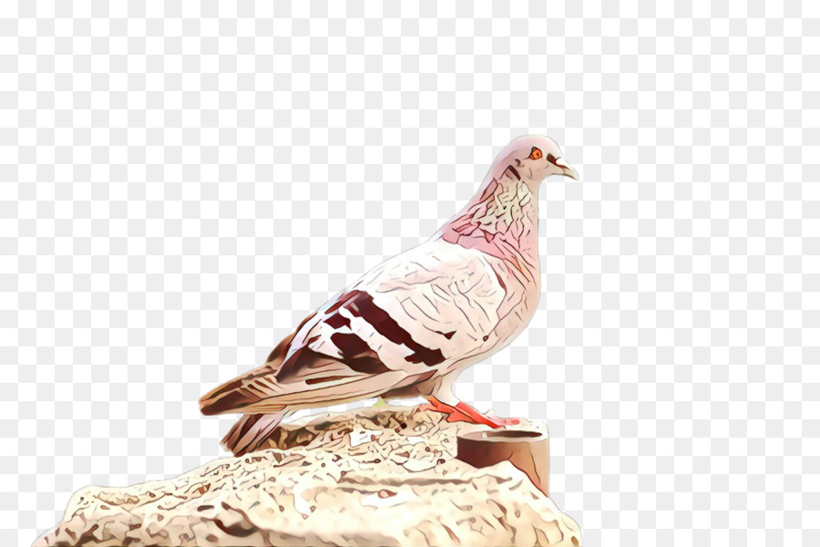 Aves，Las Palomas Y Las Palomas PNG