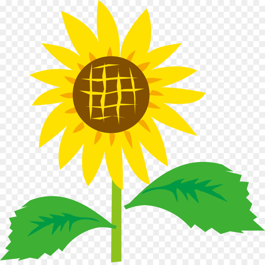 Girasol，Amarillo PNG