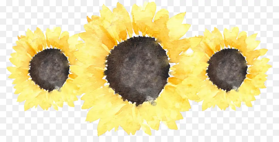 Girasol，Amarillo PNG