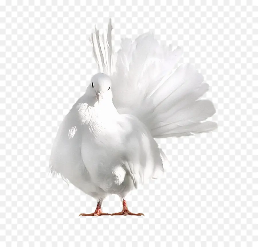 Aves，Blanco PNG