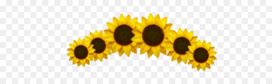 Girasol，Amarillo PNG