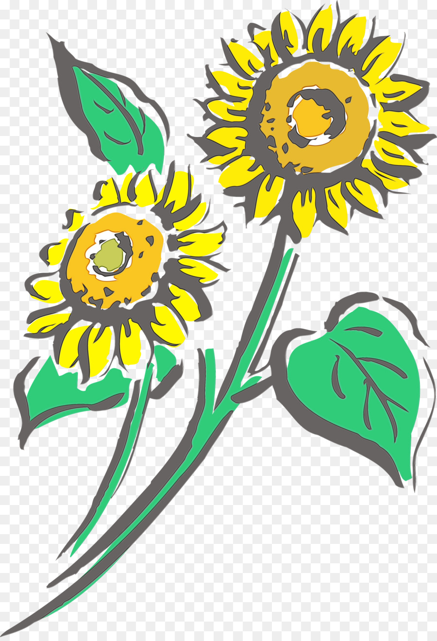 Girasol，Planta PNG