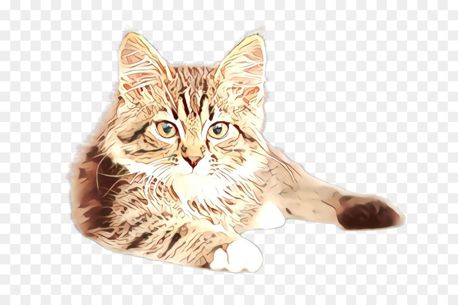 Gato，De Pequeñas A Medianas Gatos PNG