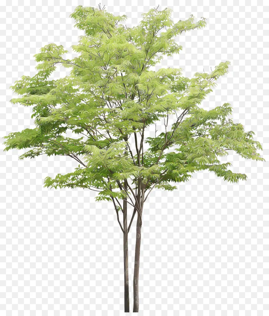 Árbol，Planta PNG