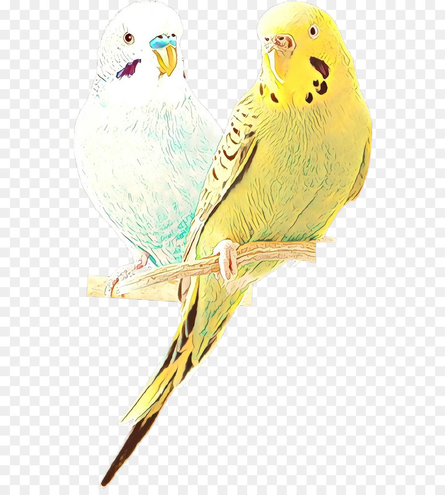 Loros，Pájaros PNG